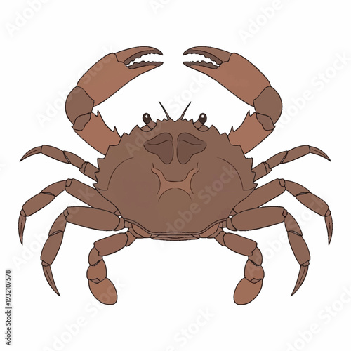Brown crab with claws and legs isolated on white background.