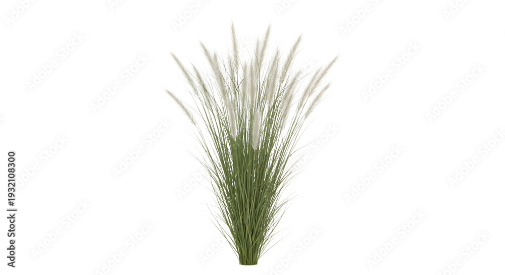 Fototapeta premium Isolated wheat ear on transparent background green and white wheat grain