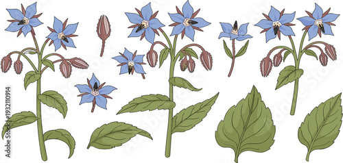 Blue Borage Flower Botanical Illustration Set with Leaves, Buds, and Blossoms Isolated for Herbal, Natural Medicine, Garden, Floral Design, and Organic Branding