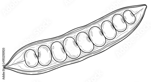 Detailed Bean Pod Cross-Section Line Art for Pre-Teens. transparent.