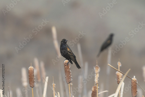 Red-winged Blackbirds