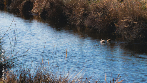 Tablou pe pânză Feathered couple calmly sailing on a stream