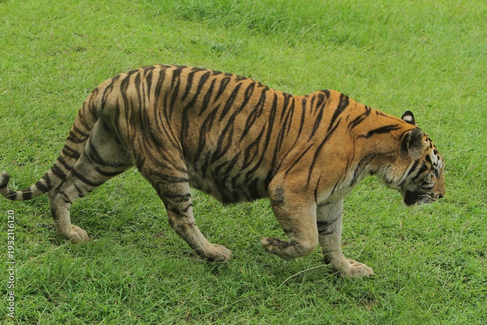 Fototapeta premium Side view of a bengal tiger roaming the grass during the day