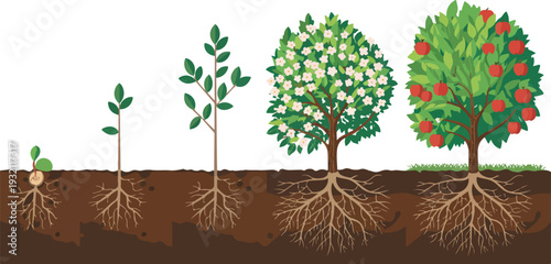 Detailed botanical illustration of apple tree growth stages with cross sectional root system diagram in clean vector style.