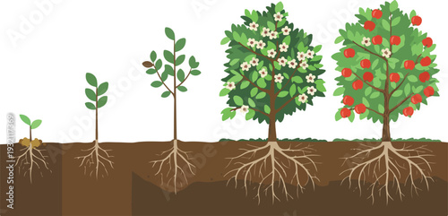 Detailed botanical illustration of apple tree growth stages with cross sectional root system diagram in clean vector style.