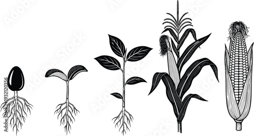 Black and white vector illustration of corn growth stages from seed to sprout and mature plant with cob on white
