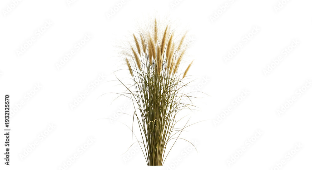 Fototapeta premium Wheat or grass isolated on transparent background