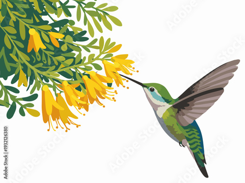 Anna's hummingbird feeding on nectar