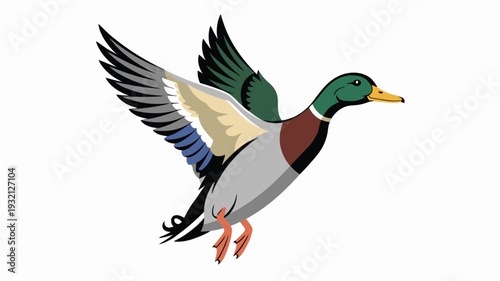 Flying mallard duck illustration