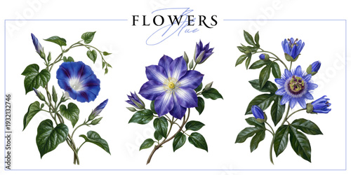 Blue flowers isolated on a white background. Vintage painting style illustration.