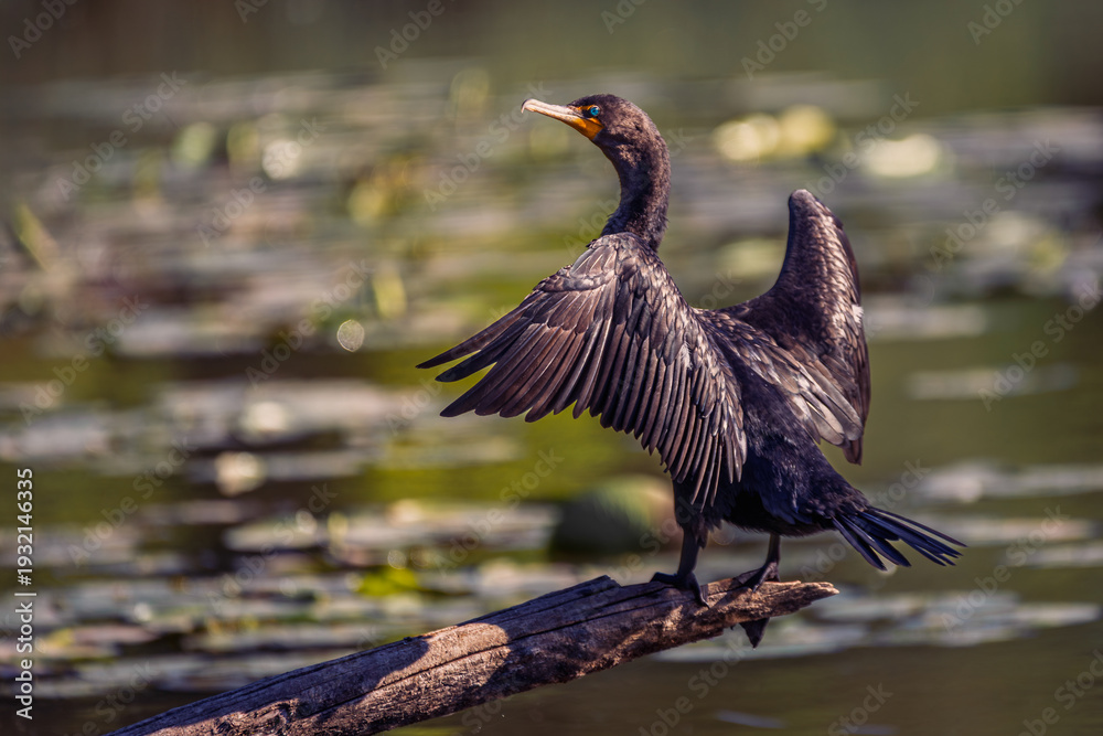 Fototapeta premium A Double-crested cormorant (Nannopterum auritum) perched on a rustic log, displaying its characteristic wing-spreading behavior to dry its waterlogged feathers.