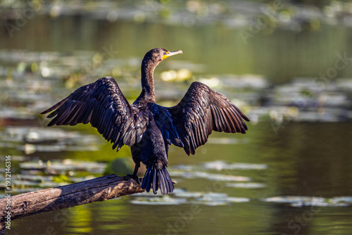 Photos A Double-crested cormorant (Nannopterum auritum) perched on a rustic log, displaying its characteristic wing-spreading behavior to dry its waterlogged feathers