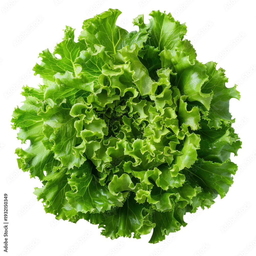 Obraz premium Fresh green leafy lettuce on a white background