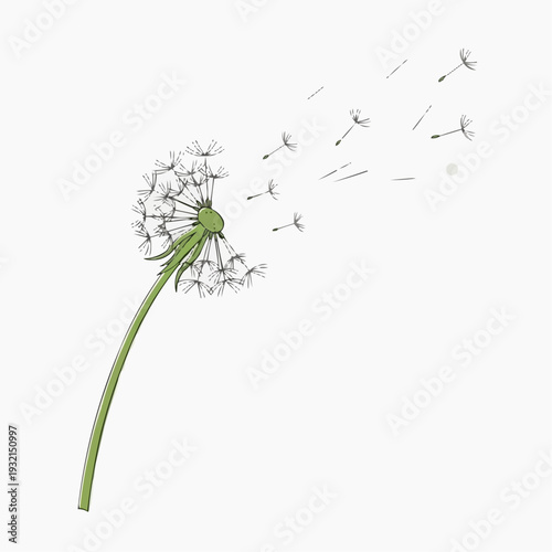 Dandelion releasing seeds into the wind on white background
