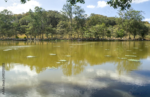 reflection of trees in water