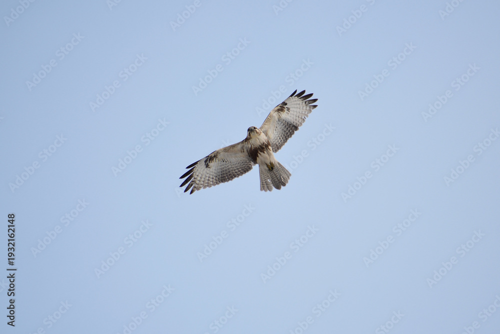 Fototapeta premium 羽を大きく広げるノスリ