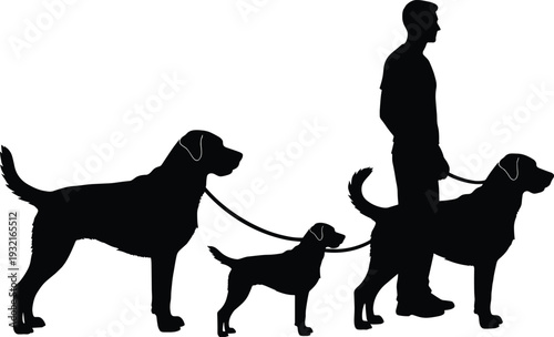 Silhouette of a Male Dog Walker with Three Labrador Retriever Pets on Leashes Including a Small Puppy and Two Large Adult Dogs