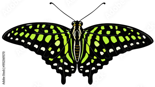 Tailed Jay butterfly