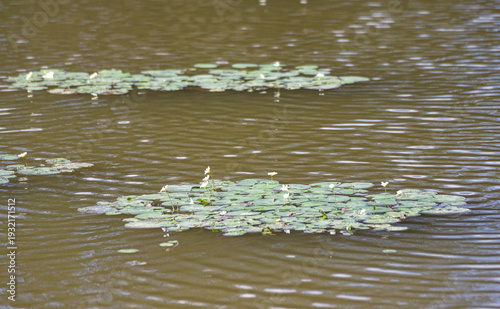 ducks on the river