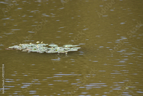 frog in the water