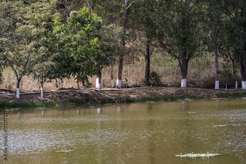 ducks on the lake