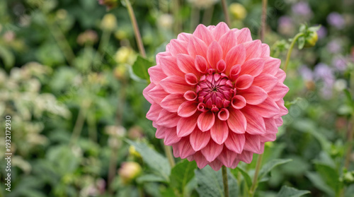 Pink dahlia flower close-up in garden