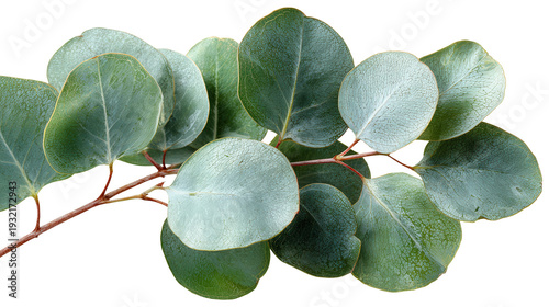 Wallpaper Mural eucalyptus leaf branch with rounded leaves background isolated on a Transparent background, PNG file. Torontodigital.ca