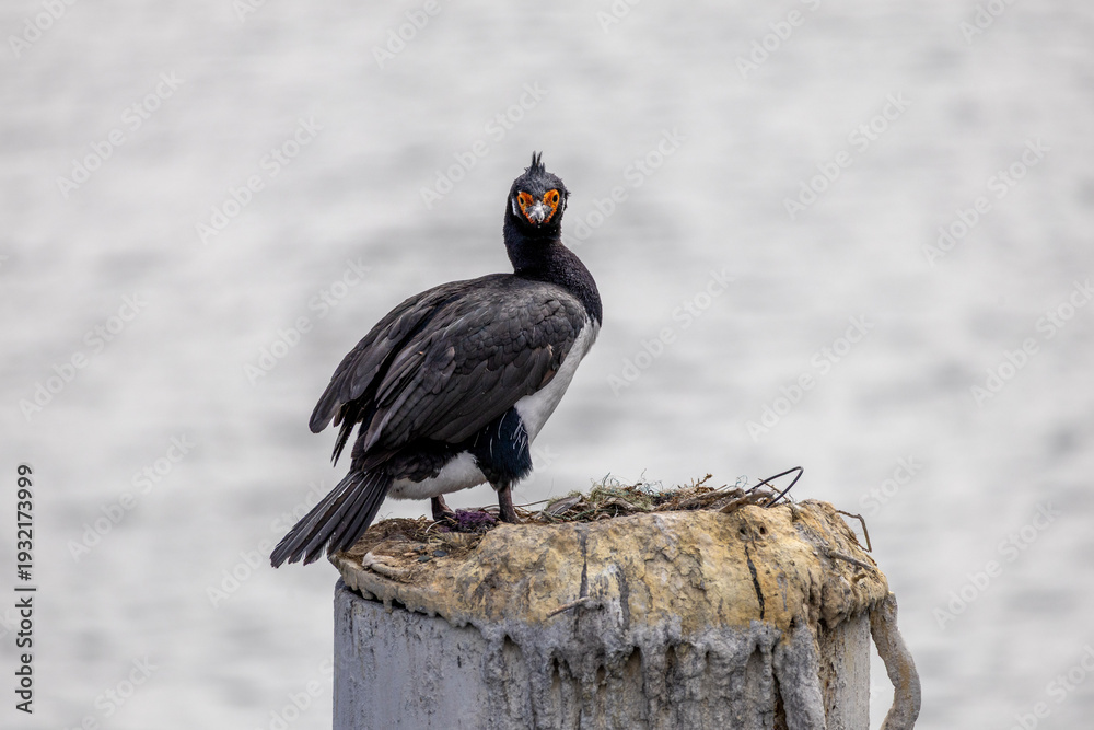 Fototapeta premium Imperial cormorants in Antarctic climate Patagonia