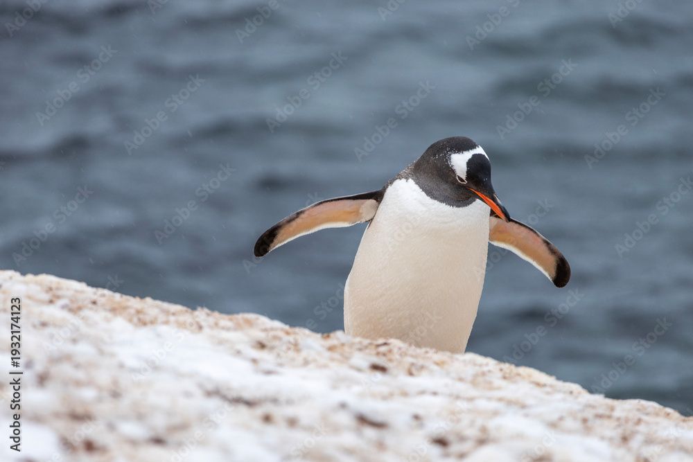 Fototapeta premium Gentoo penguin walking down the hill 