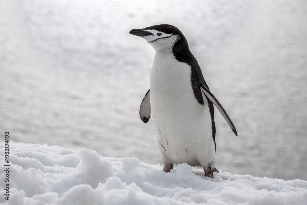 Obraz premium Chinstrap penguin in Antartica