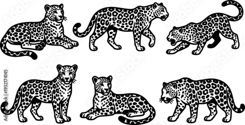 Line art vintage leopard set showing six spotted big cats in varied poses sitting walking prowling resting side view detailed