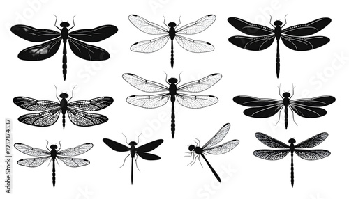 Intricate black and white illustrations of various dragonfly species in flight isolated on transparent background