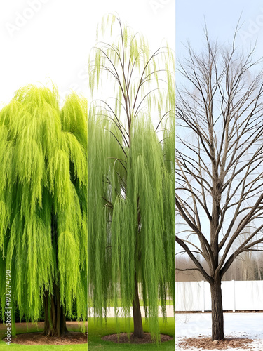 Three weeping willow trees showcase distinct growth stages, from rich green foliage in spring, summer to bare branches in winter. Hardy, flexible trees display intricate branch patterns, varied