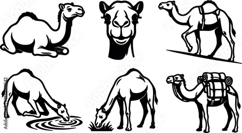 Line art camel silhouettes in multiple poses head profile resting walking drinking grazing pack vector set black white ink illustration