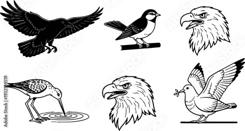 Line art close up eagle heads dove pigeon and shorebird in retro engraving style vector set isolated on white background