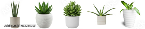 Фотография a diverse arrangement of five succulent plants in modern white pots, offering fresh home decor and natural beauty