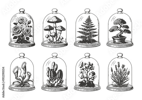Collection of nature items in vintage glass bell jars vector