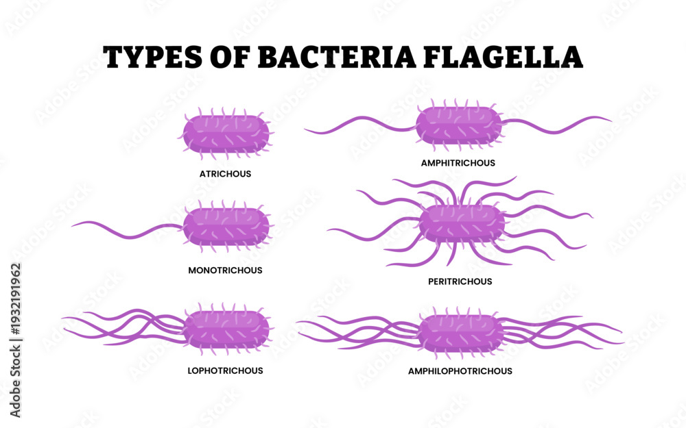 Φωτογραφία Different types of bacteria flagella types