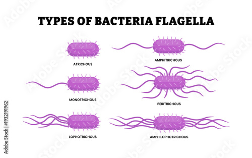 Different types of bacteria flagella types.  Flagellar Arrangement in Bacteria.  Various forms of flagellation with corresponding designations. Virus microbiology illustration vector.
