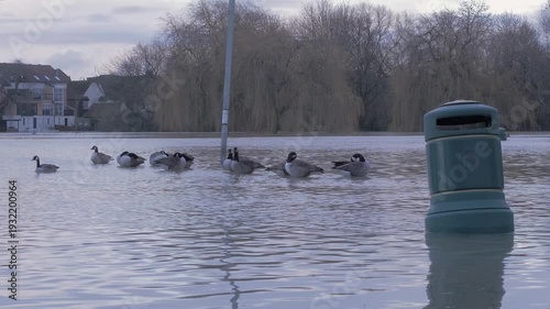 canada geese (Branta canadensis) around submerged lamp post in flooded park, submerged waste bin