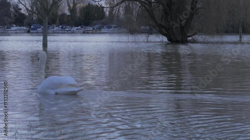 mute swan (Cygnus olor) swims across flooded park, late afternoon winter light, boats in distance