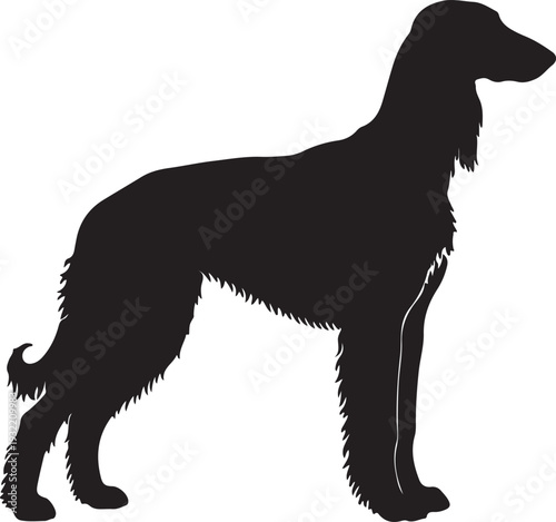 Afghan Hound in silhouette white backgruond.