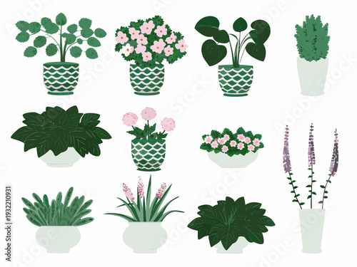 Collection of potted indoor plants in various shapes and colors