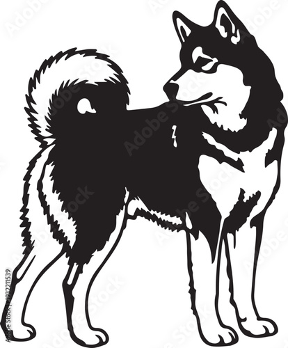 Alaskan Malamute in silhouette white backgruond.