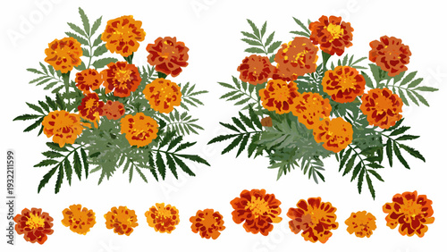 Two bouquets and scattered blooms of vibrant orange marigold flowers