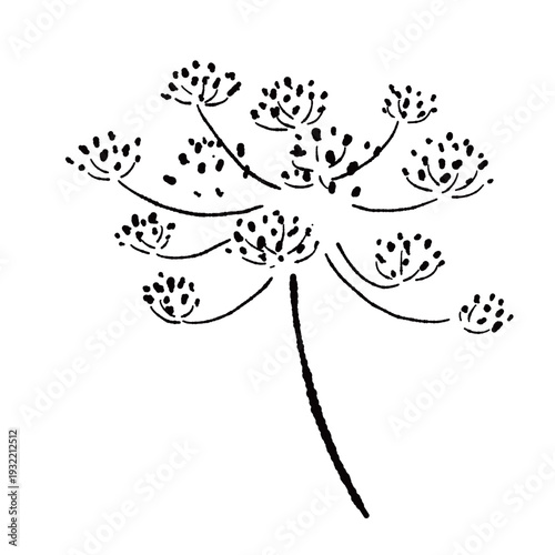 Fennel Flower Umbel Monochrome Illustration Front