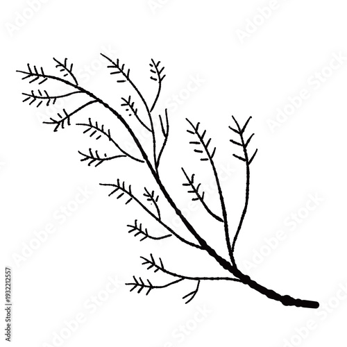 Fennel Leaf Frond Branch Monochrome
