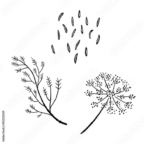 Fennel Seeds Leaf and Flower Set Monochrome