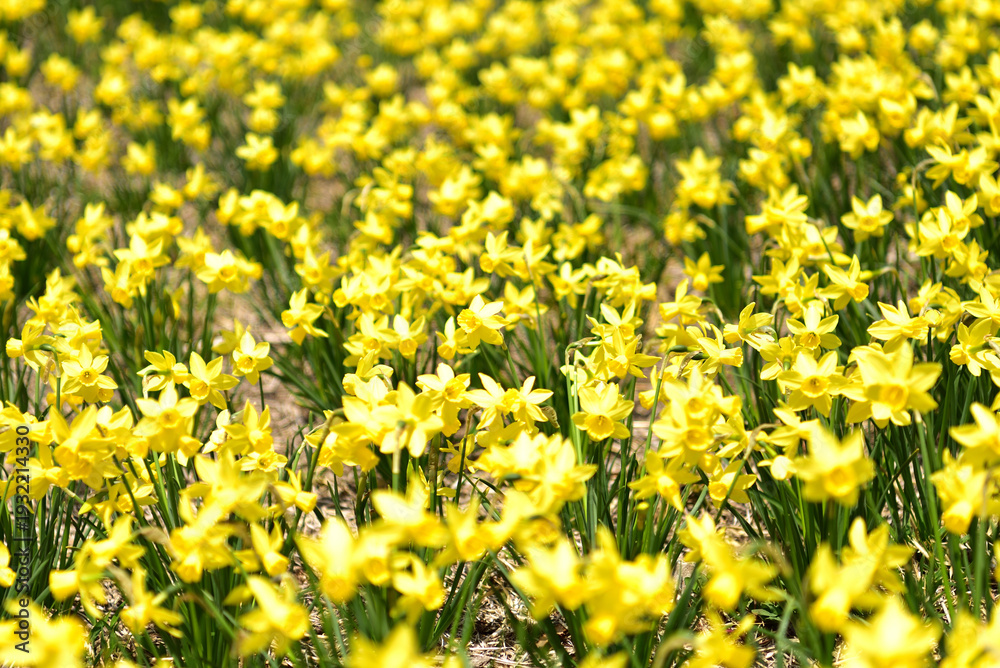 Obraz premium 群生するスイセンの花