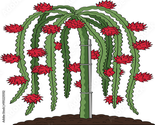 Blooming Dragon Fruit Cactus Plant with Red Flowers Hanging from Tall Green Stem Isolated Botanical Vector Illustration